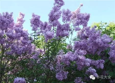 紫羅蘭養(yǎng)護