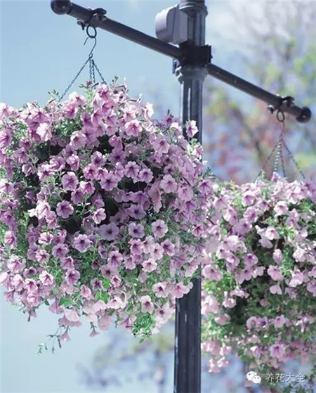 紫羅蘭生長環(huán)境