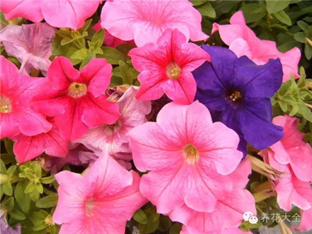 矮牽牛養(yǎng)護