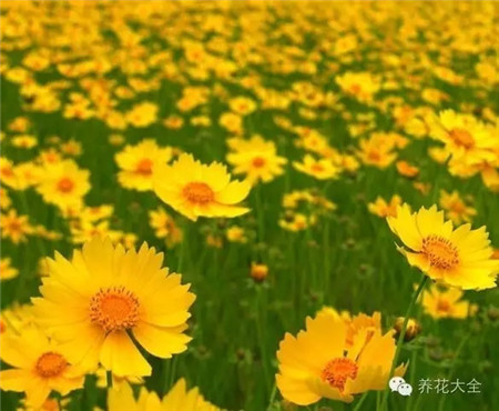 金雞菊養(yǎng)護