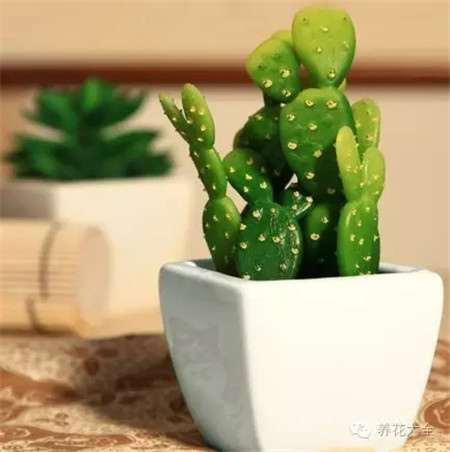 仙人掌生長環(huán)境