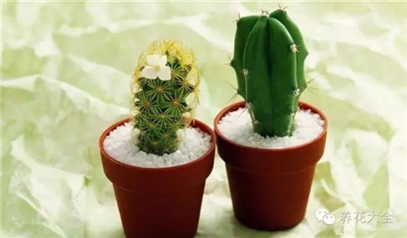 仙人掌養(yǎng)護