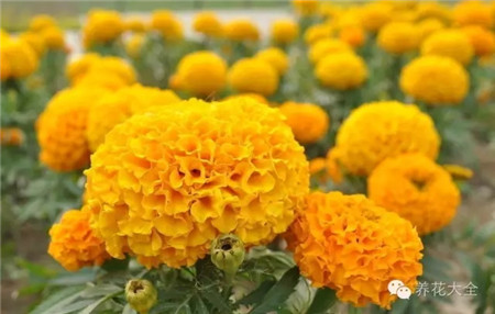 萬壽菊生長環(huán)境