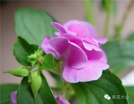 鳳仙花生長環(huán)境