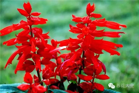 一串紅生長環(huán)境