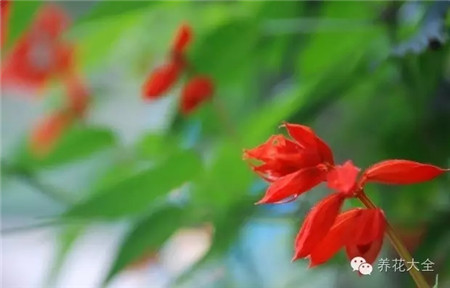 一串紅養(yǎng)護