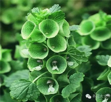 貝殼花生長環(huán)境