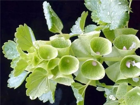 貝殼花養(yǎng)護