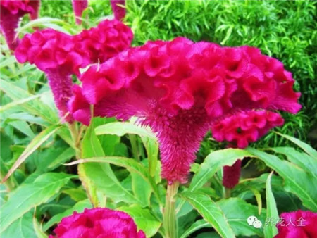 雞冠花生長環(huán)境