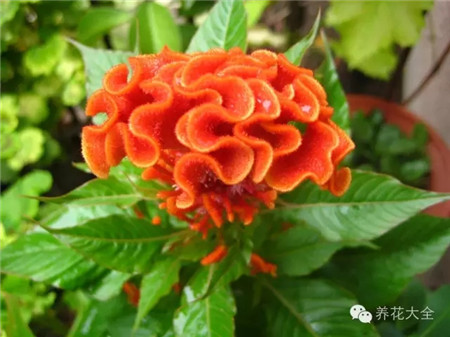 雞冠花養(yǎng)護