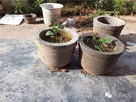 已經(jīng)做好的花盆成品圖