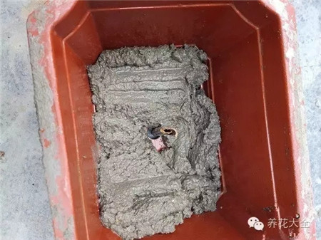 將盆底倒入水泥