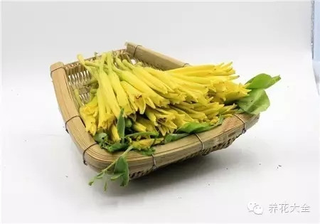 黃花菜食用注意事項