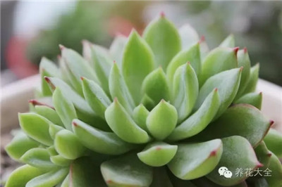 多肉怎么養(yǎng)