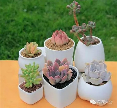 多肉養(yǎng)護(hù)技巧