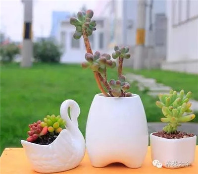 多肉植物養(yǎng)護(hù)建議