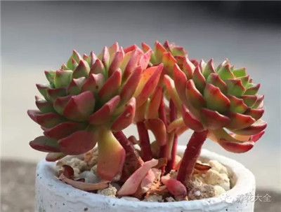 多肉植物土壤選擇