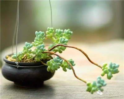 多肉植物養(yǎng)護(hù)小技巧