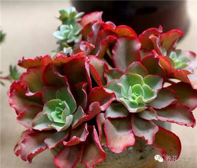 多肉植物養(yǎng)護(hù)問題