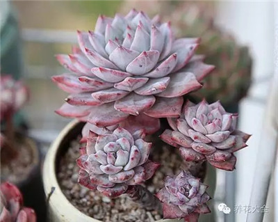 多肉植物怎么澆水