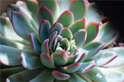 多肉植物葉插方法