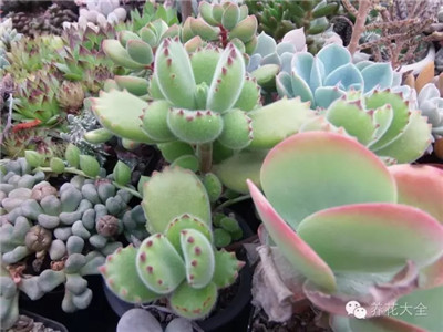 多肉植物砍頭方法