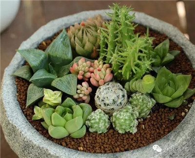 多肉植物怎么砍頭