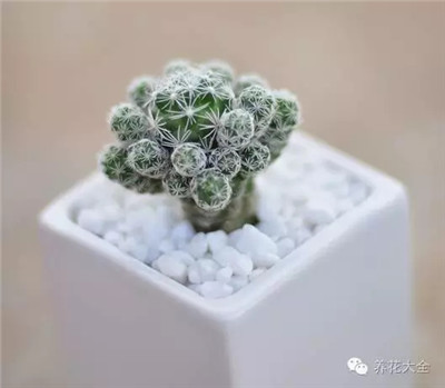 多肉植物的發(fā)根時(shí)間