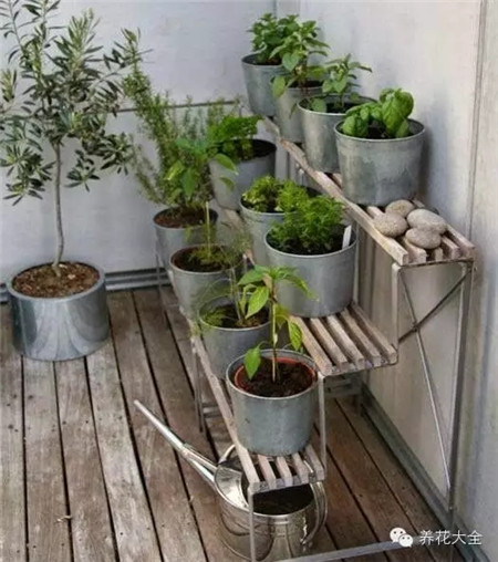 使用不同材質(zhì)的花盆種菜，