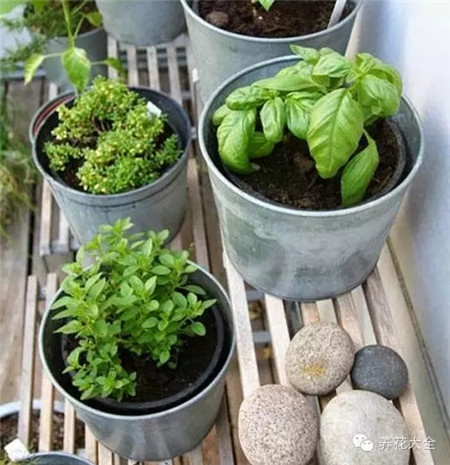 怎么判斷該用多大的盆