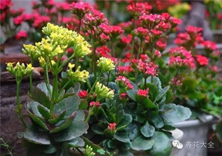 長壽花養(yǎng)護(hù)之光照