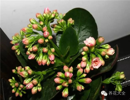 長壽花養(yǎng)護(hù)之水分