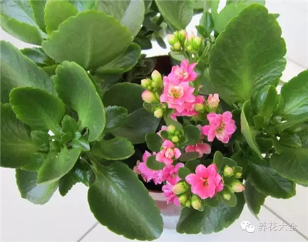 室內(nèi)養(yǎng)殖