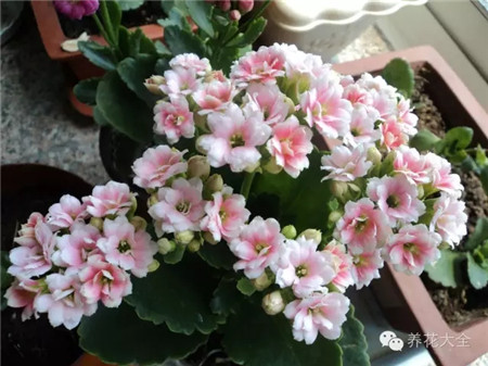 長壽花養(yǎng)護(hù)之通風(fēng)