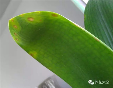 葉片出現(xiàn)斑點或斑塊