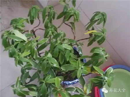 葉片呆板無生氣