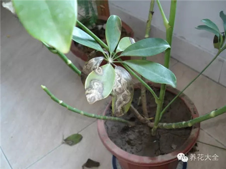 底部葉片干燥脫落