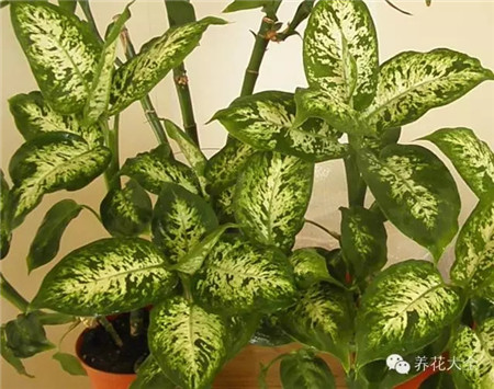 花葉品種的植株葉片變綠