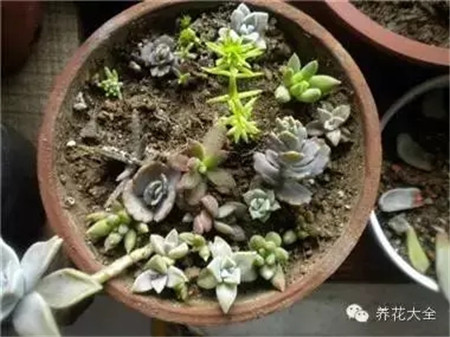 花盆上出現(xiàn)白堿