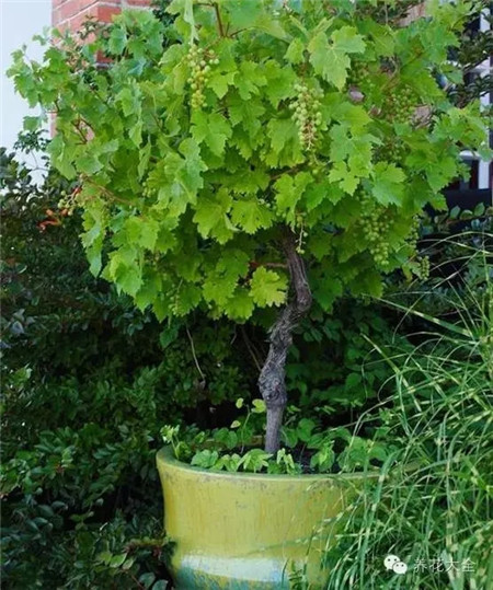 盆栽葡萄的養(yǎng)護(hù)要求