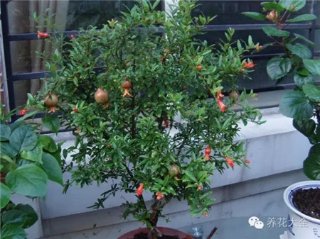 盆栽石榴的養(yǎng)護(hù)要點(diǎn)