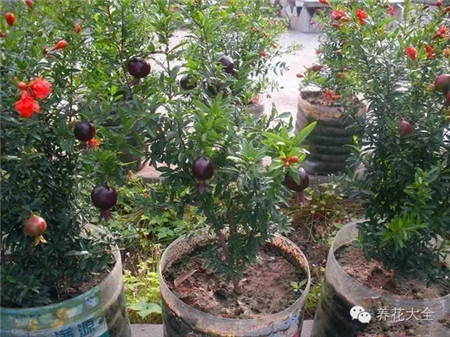 盆栽石榴的養(yǎng)護(hù)