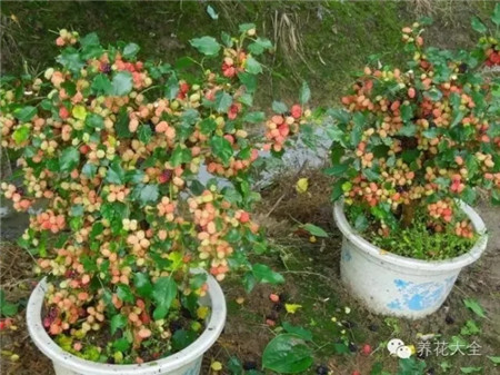 桑葚生活習(xí)性