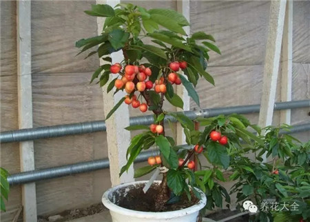 盆栽櫻桃的養(yǎng)護(hù)要點(diǎn)