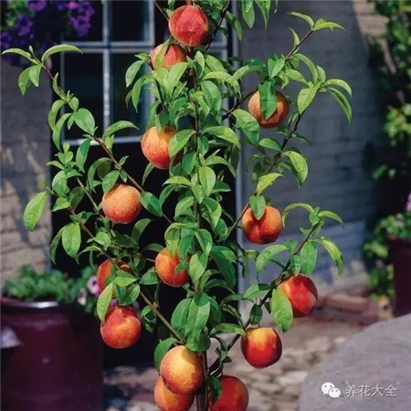 盆栽桃樹的養(yǎng)護(hù)管理