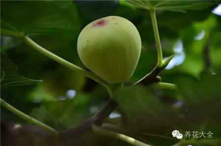 無花果生態(tài)習(xí)性