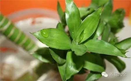 富貴竹養(yǎng)護溫度