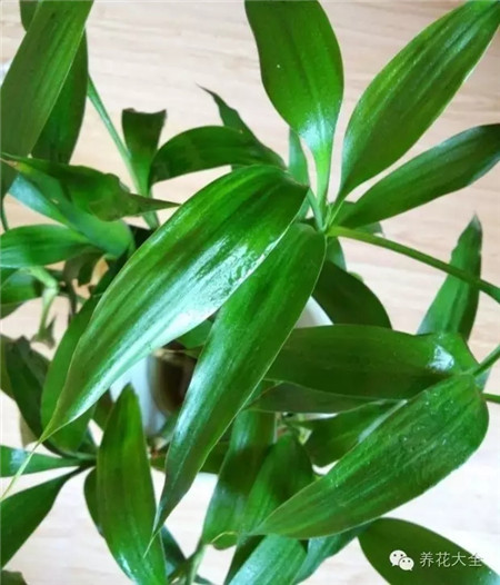 富貴竹養(yǎng)護光照