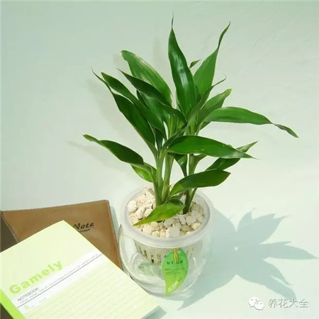 富貴竹養(yǎng)護施肥