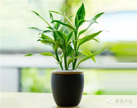 富貴竹生根后養(yǎng)護